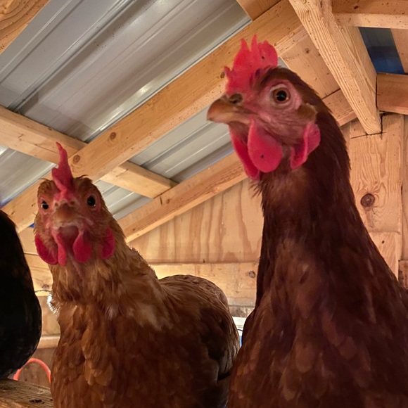 Welcome to Simply Chick π€ - Picture 6 of 9